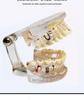 Human Tooth Anatomy Model for Teaching and Simulation - Detachable Denture Mold