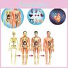Educational Anatomy Toy For Exploring Human Body