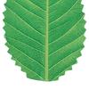200Pcs/Bag Artificial Green Leaf Reusable Colorfast Vibrant Color Simulation Sushi Decoration Leaf Kitchen Accessories