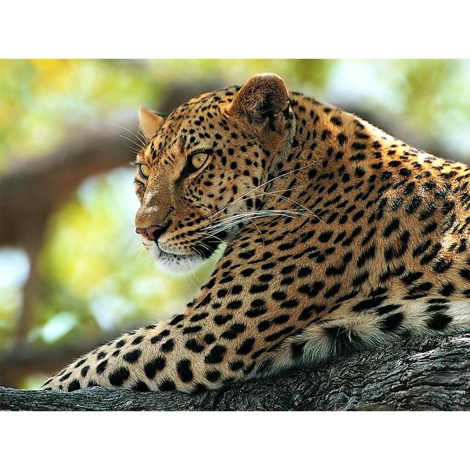 

5D DIY алмазная живопись животное леопардовая картина полная алмазная вышивка мозаика картина набор для вышивки крестом украшение дома Full Round 20x30CM