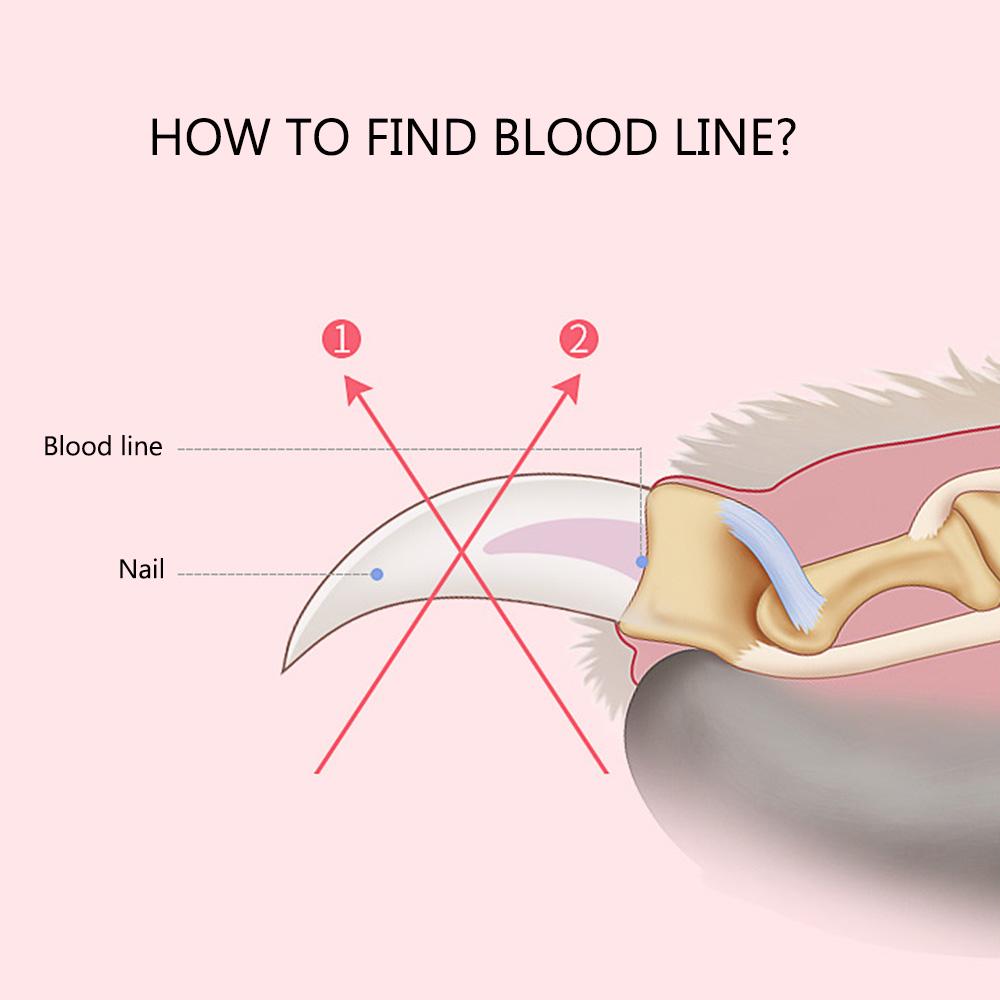 1PCS Professional Pet Cat Nail Clipper Stainless Steel Scissors for Animals Cats