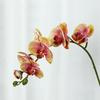 Lan Kwai Fong Luxurious Phalaenopsis Artificial Flowers for Living Room Decoration