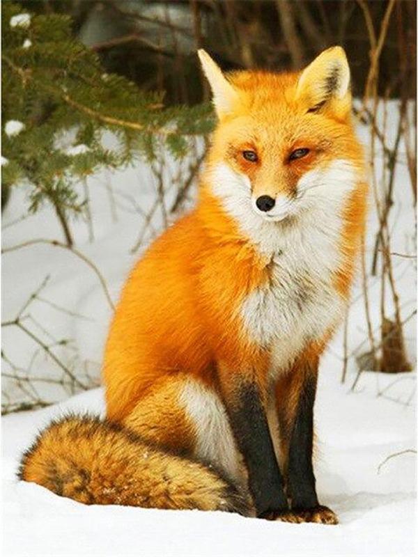 40x50cm Coloring By Number Elf Girl Cartoon Drawing On Canvas Hand Painted Decoration Picture Tiger DIY Christmas Gift