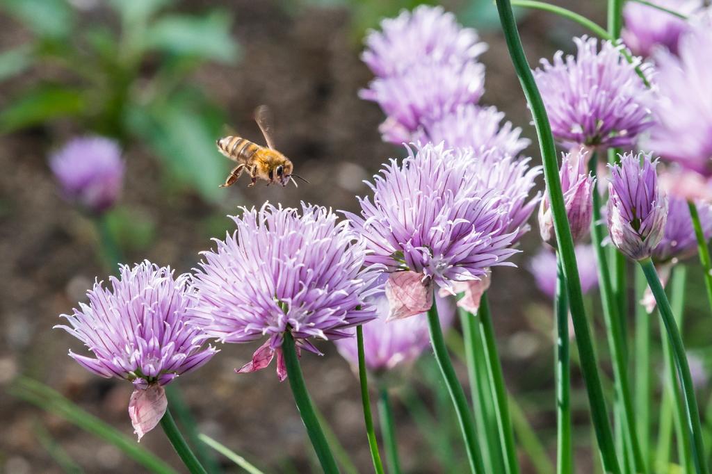 SAFLAX Garden In the Bag - Organic - Chives - 250 Seeds - With Substrate In a Fitting Stand Up Bag - Allium Schoenoprasum