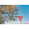 Kenko Soft Filter Nostal Tone Orange 72mm for Soft Effect and Color Enhancement, Made In Japan 006061