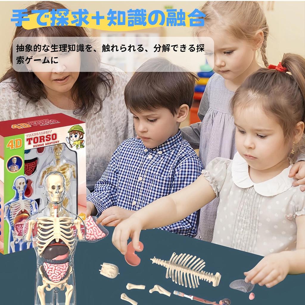 HYEANHLPYE Human Anatomy Model Toy, Human Body Model Toy, Mannequin, Transparent Half-Body with Detachable Organs and Skeleton Model, Disassembly Puzz