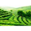 TAETEA Menghai Dayi Ripe Pu erh Tea Cake 357g Authentic
