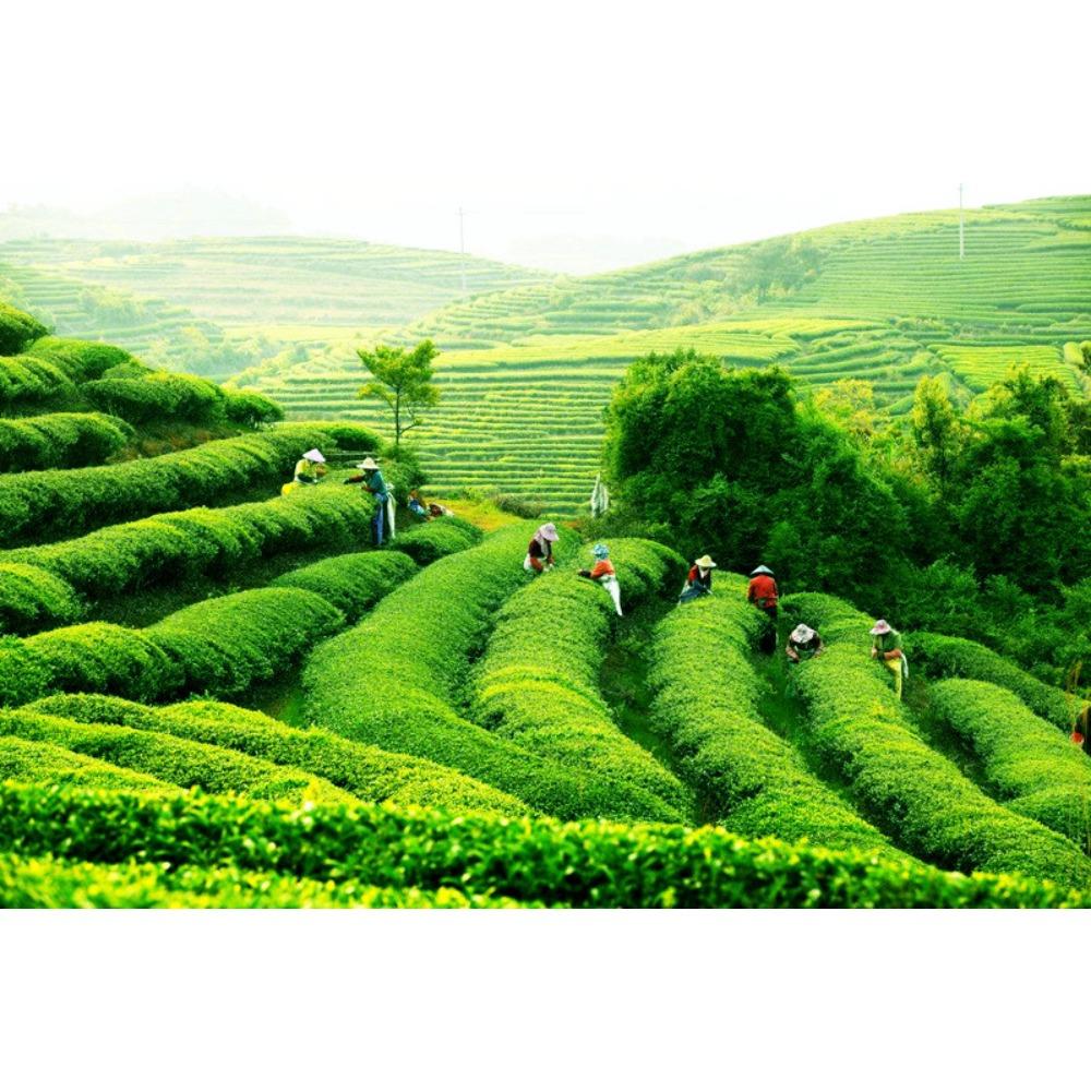 TAETEA Menghai Dayi Ripe Pu erh Tea Cake 357g Authentic