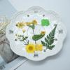 1 Set Dried Pressed Flowers Kit Colorful Natural Flowers DIY Art Crafts Supplies Resin Jewelry Epoxy Mold Candle Soap Vase Making Nail Card