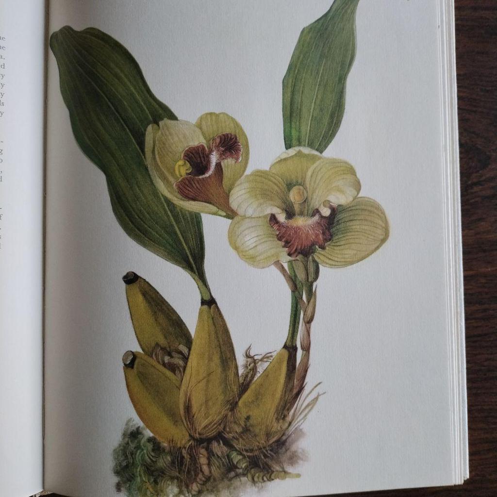 [USED] Orchids English Version