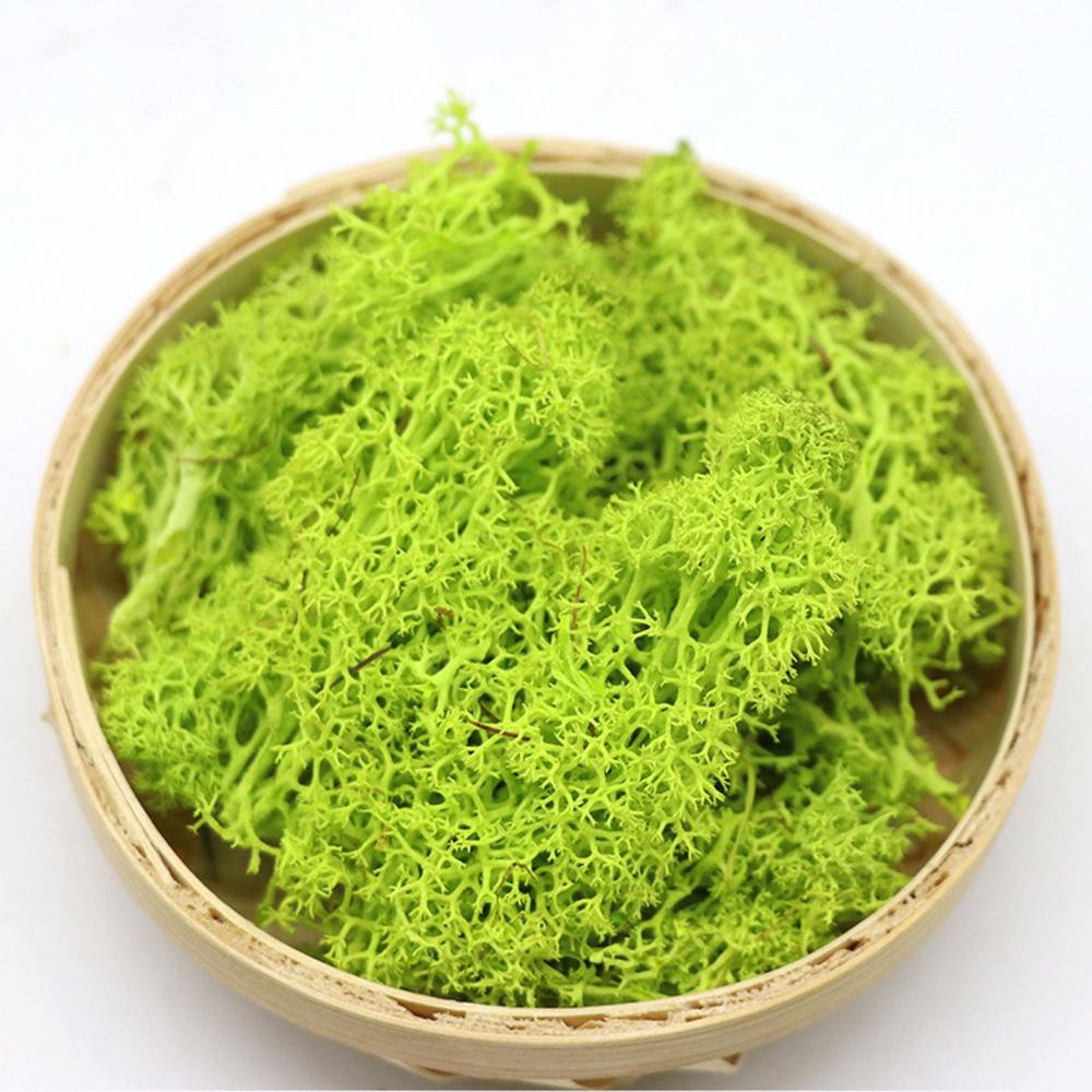 Decor Christmas Wedding Decoration Artificial Plant Reindeer Moss Micro Landscape Eternal Life Moss