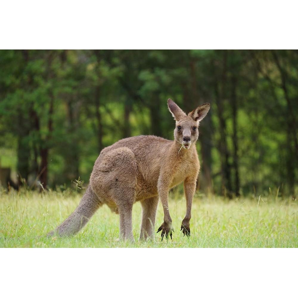 Pentax Telephoto Zoom Lens Hd Pentax Da 55 300mmf4.5 6.3ed Plm Wr Re