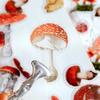 40pcs PET Transparent Flowers Stickers DIY Deco Scrapbooking Junk Journal Plants Flowers Sticker Stationery Supplies