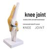 Functional Human Knee Joint Model with Meniscus and Cruciate Ligaments for Teaching