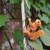 Ornaments Climbing Rope Squirrels Statue Resin Crafts Monkey Figurine  Home Decoration