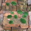 Green Moss Stones for Sustainable Home Garden Decor 8pcs/10pcs Set