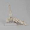 Adult 1:1 Ankle Joint & Foot Skeleton Model