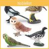 Exquisite Realistic Bird Models In Pvc Material Showcasing Colorful Parrots Owls And Songbirds