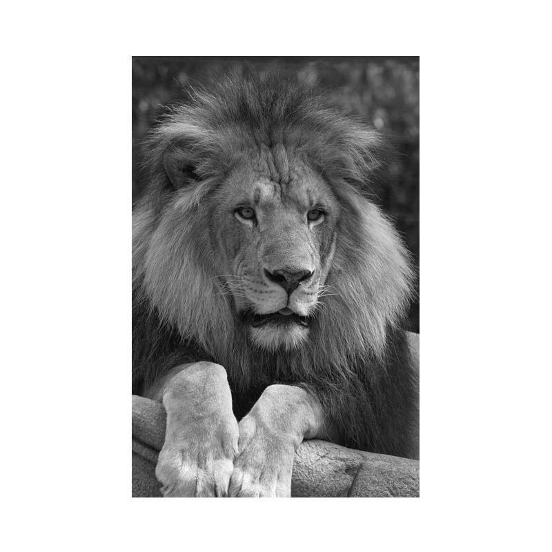 Black White Animals Lions Oil Painting Modern Canvas Posters and Prints Wall Art Picture for Living Room Cuadros Home Decoration