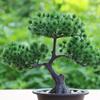 Plastic Artificial Pine Plants Bonsai Realistic Artificial Bonsai Plants  Garden