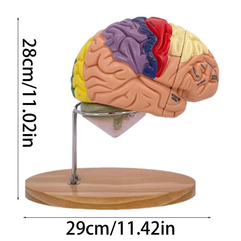 Modelo de Anatomía Cerebral Muestra el Tronco Encefálico y Otras Partes del Cerebro Humano