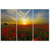 Three Piece Picture Canvas Print Field Poppy Sunset