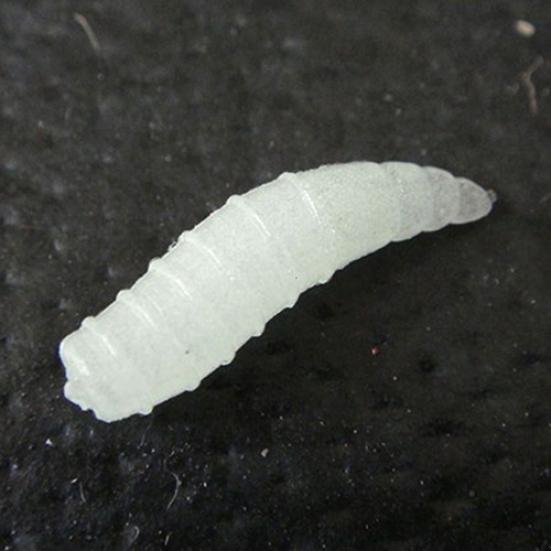 1.6cm Sea Night Glow Pesca 50pcs Fishing Lure Maggot Grub Soft Baits Worms Noctilucent Luminous H11759|26501 Fishing Gear