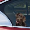 Cute Labrador Car Stickers Scratch Covering Self-Adhesive Waterproof Decal Motorcycle Decorative AccessoriesJM23