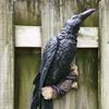 New Fake Raven Resin Statue Bird Crow Sculpture Outdoor Crows Halloween Decor Creative for Garden Courtyard Animal Decoration
