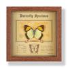 Real butterfly specimen photo frame, decorative painting, 3D ornament, handmade DIY, birthday gift, insect specimen
