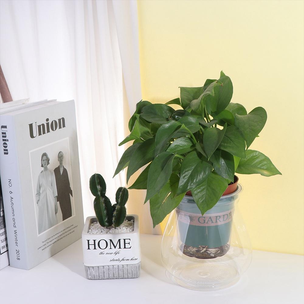 Floor-standing Hydroponic Flower Pot Plastic Aquatic Plant Container Creative   Desktop