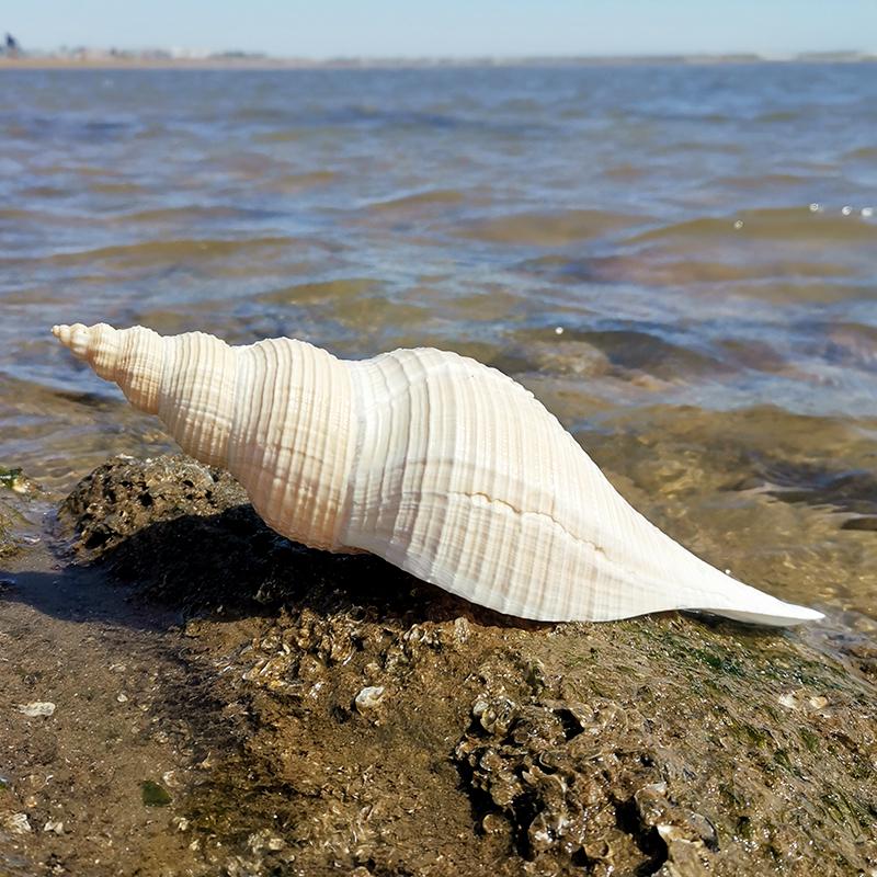 Large Conch Seashell Ornament for Wall Decor, Aquarium Aquascaping, and Sea Sound Collection