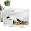 Reptile – Terarii pentru reptile