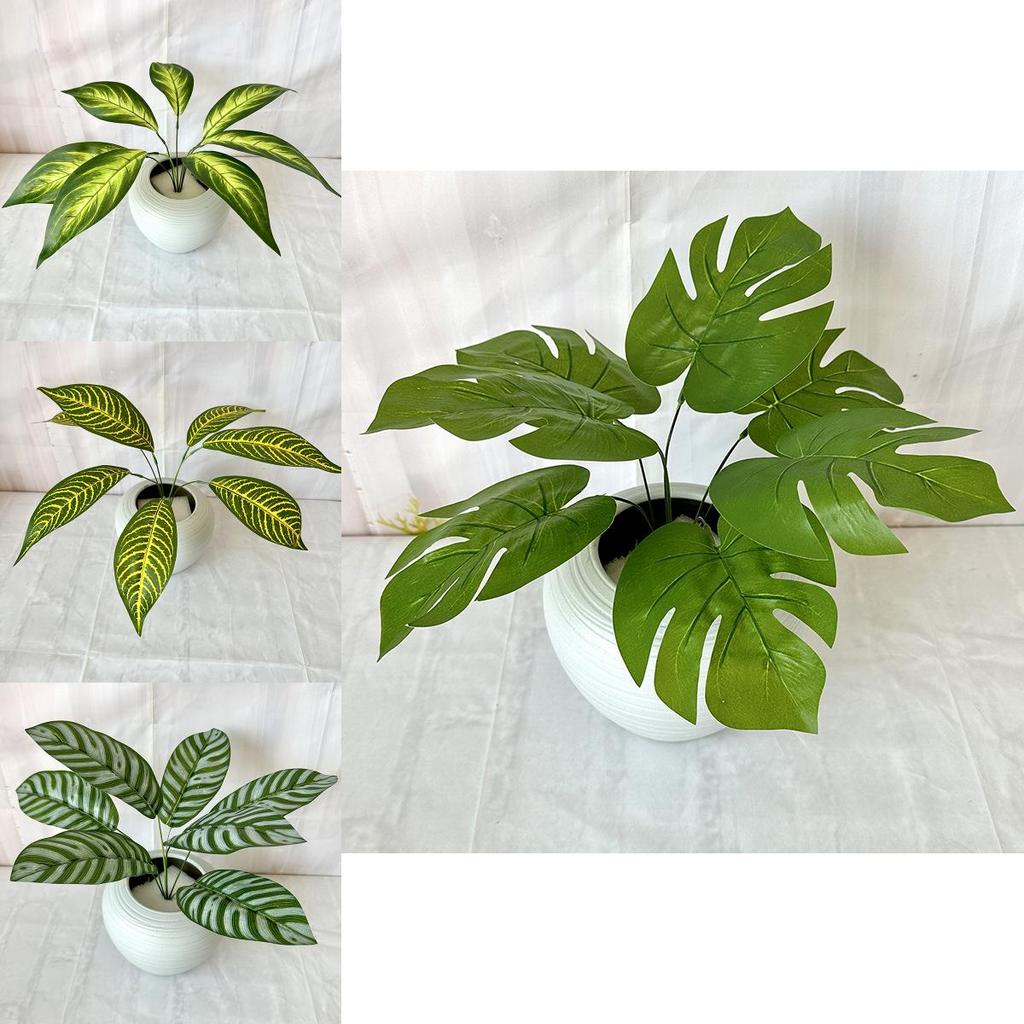 Epipremnum Aureum Green Plant With Zebra And Turtle Leaf For Home Decor And Photography