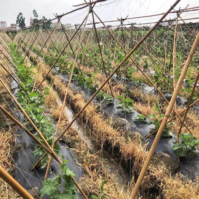 Thickened Climbing Garden Net for Cucumber, Beans, Yams - High Load-Bearing.