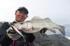 JACKALL Big Backer Fall Trick Raw Whitebait 84mm / 27.7g