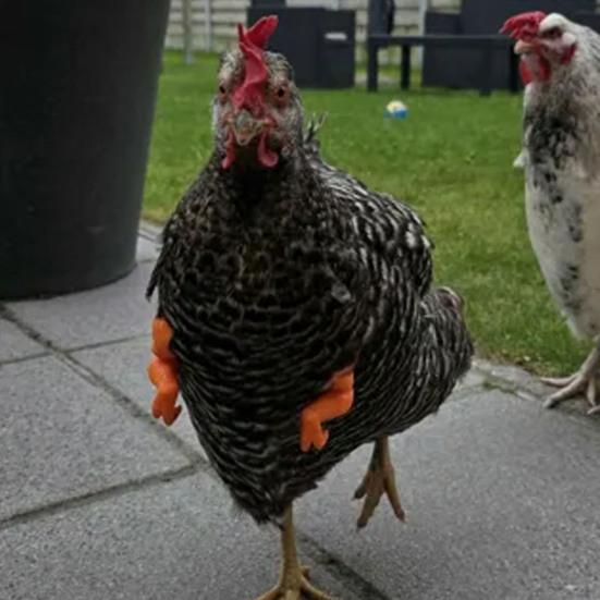 Chicken Muscle Arm Toy Funny Dinosaur Spoof Pet Props Chicken Forelimb Decor Fighting Chicken Photo Shoot Prop Halloween Birthdays Supplies