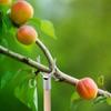 Durable Tree Support Stakes For Fragile Plant Easy Installation Metal Garden Stakes For Vine Flowers And Saplings
