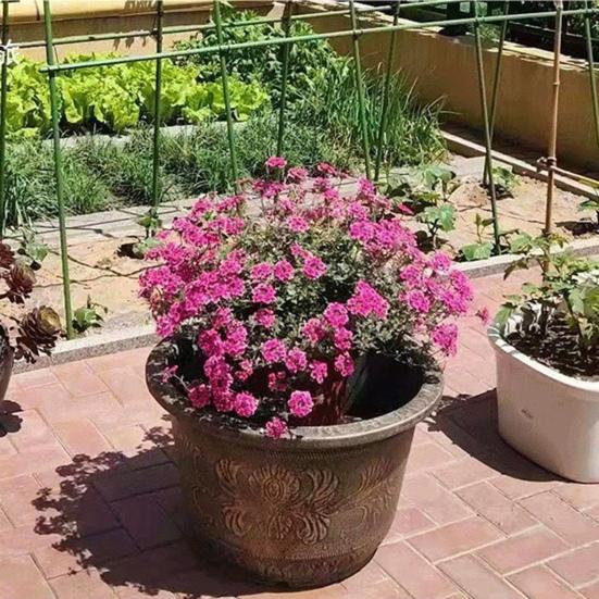 10 ks Tyčky k rostlinám Kovové s plastovým povrchem Podpůrné tyčky k rostlinám