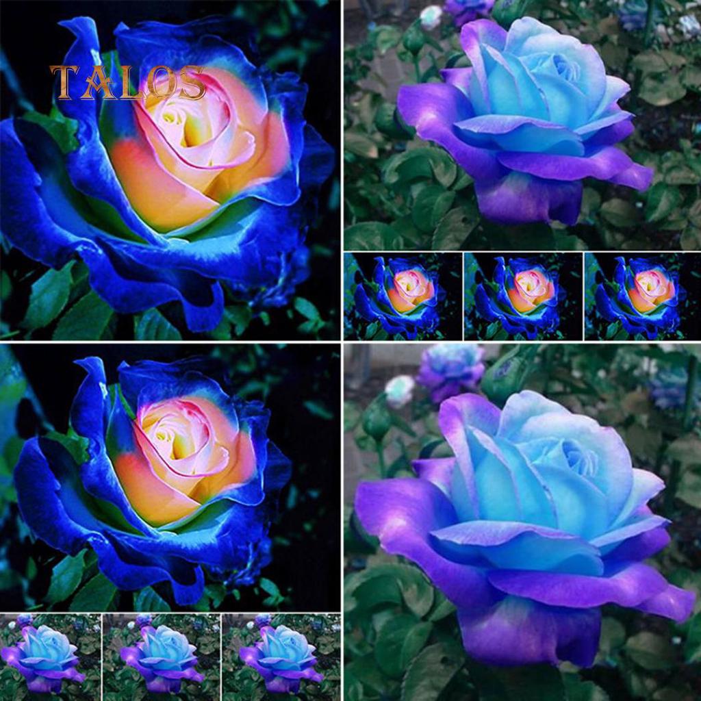 Buy 50 Pcs Rare Blue Pink Roses Plant Seeds Home Balcony Garden