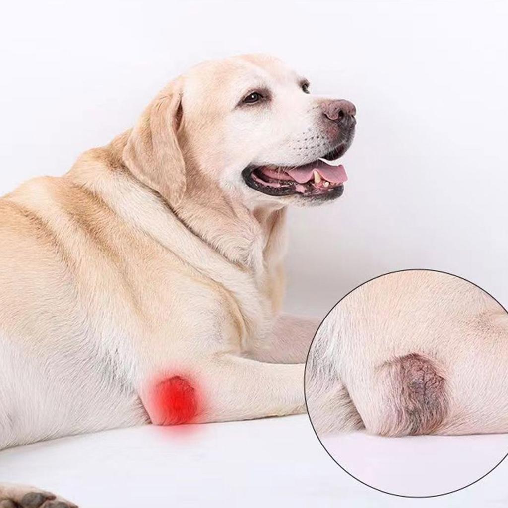 Pet Recovery Sleeve for Dog Thigh and Knee Joints Injuries Prevent Leg Brace Soft Padded Dog Thigh Leg Soft Knee Brace