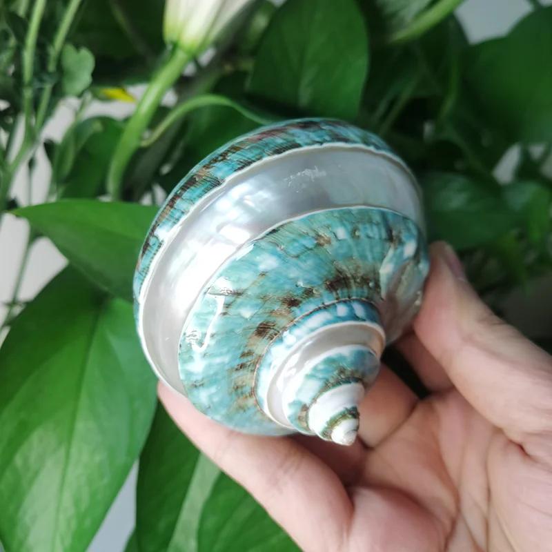 

Large Polished Banded Jade Turbo Shells Natural Green Hermit Crab Shells Beach Crafts Nautical Decor Large Hermit Crabs 9Cm-11Cm (As shown-25604)-