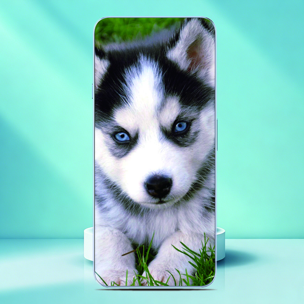 Pet Dog Pug Corgi Phone Case For TCL K70 4G Painted Pattern Back Cover For TCL K70 Power Soft Silicone Fundas Customized Photo