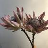 1Pc Simulation Single Dried King Protea Flower, for Wedding Home Decoration Holiday Decoration Valentine's Day Gift Birthday Gift
