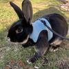 Breathable and stylish pet vest-style harness with adjustable soft strap and elastic leash set, suitable for rabbits and cats