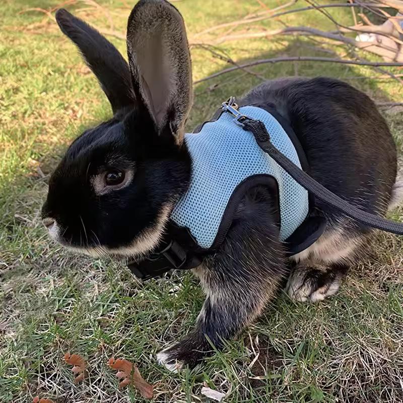 Breathable and stylish pet vest-style harness with adjustable soft strap and elastic leash set, suitable for rabbits and cats