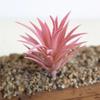 Mini Artificial Succulents Plants Realistic Fake Plants  Outdoor Indoor Decoration