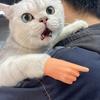 Kedi – Kedi Oyuncakları