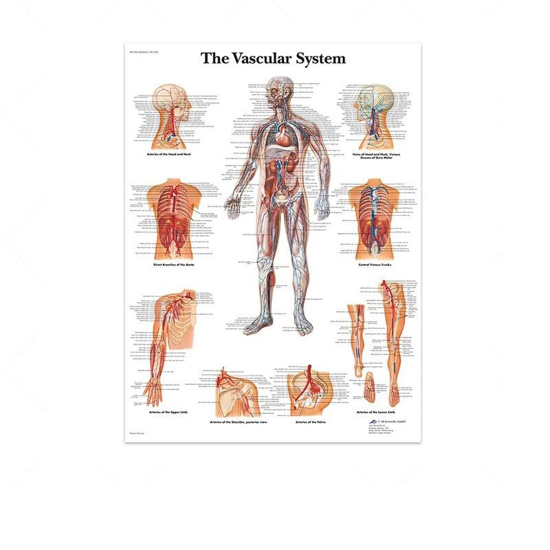 Science Wall Art Muscle System Human Anatomy Diagram Medical Education Supplies HD Oil On Canvas Posters And Prints Home Decor