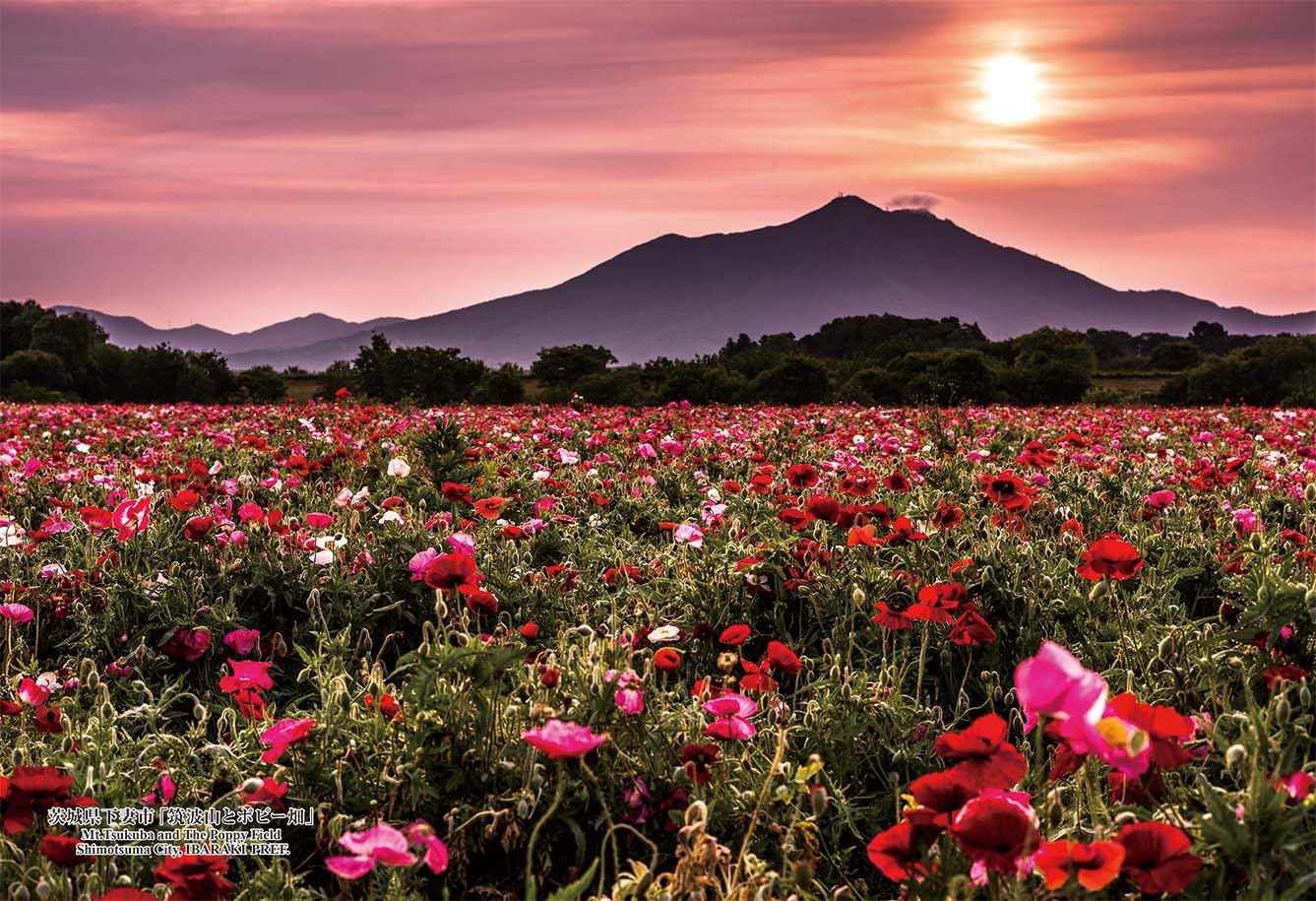 

Cuties [Made in Japan] 300-Piece Jigsaw Puzzle: 78 Japanese Cities, Shimotsuma City, Ibaraki Prefecture [Mount Tsukuba and Poppy Fields] (26x38cm)